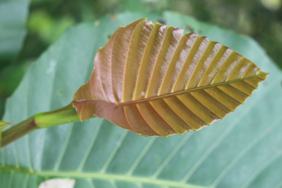 Dillenia suffruticosa (Griff.) Martelli